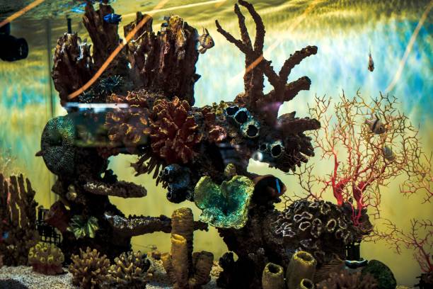 istock Colorful Aquarium Corals and Fish 2191449805
