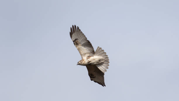 istock Birds of prey flying in the sky 2191452526