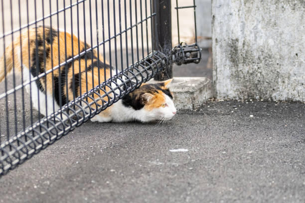 Cute cat passing through a gap in the fence
