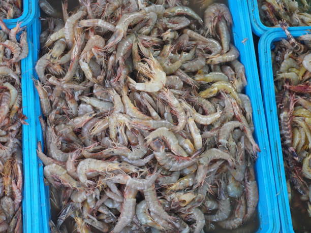 istock pile of small shrimps in the trader's box 2191453048