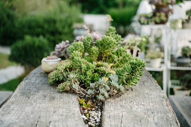 Many different succulents are planted on a pristine log table in Yunnan, China