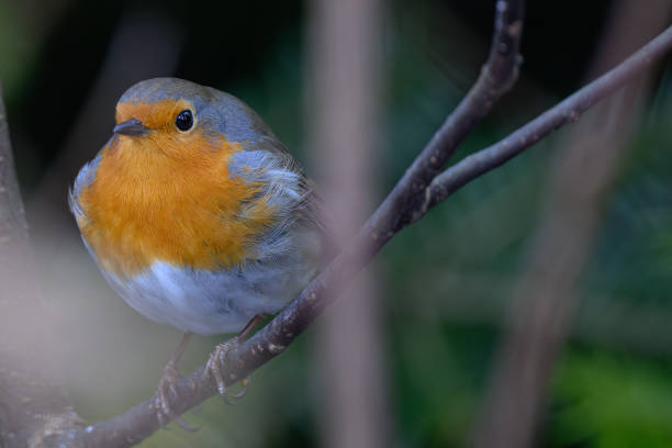istock European Robin Resting on a Thin Branch 2191457473