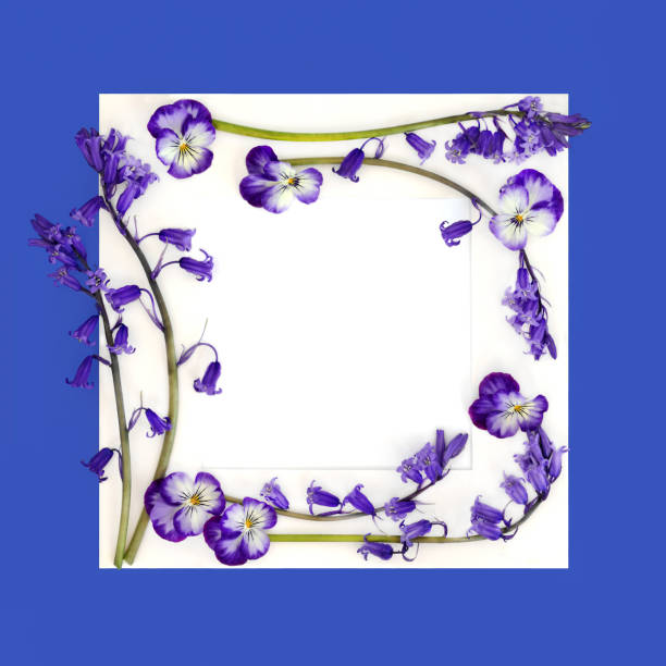 blue forget me not flowers background