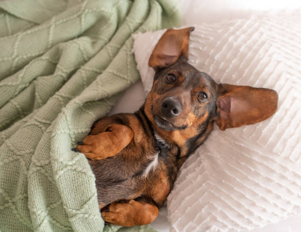 istock A brown dachshund with long ears that sleeps on a pillow and under a blanket like a human 2191459559