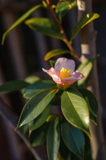 Close up to a flower