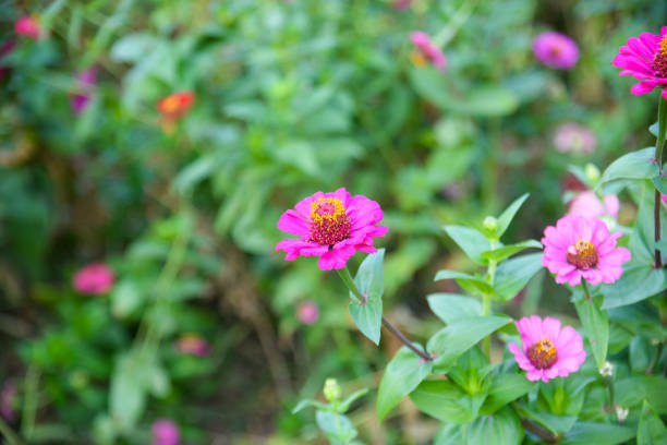 Zinnia Sharlakhova Flower In Garden