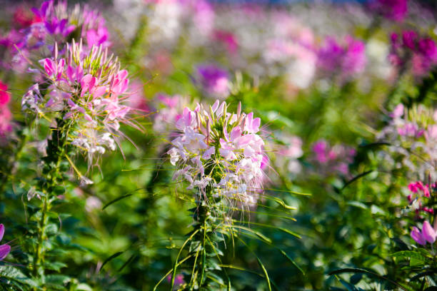 istock Beautiful spider flowers in the garden 2191464266