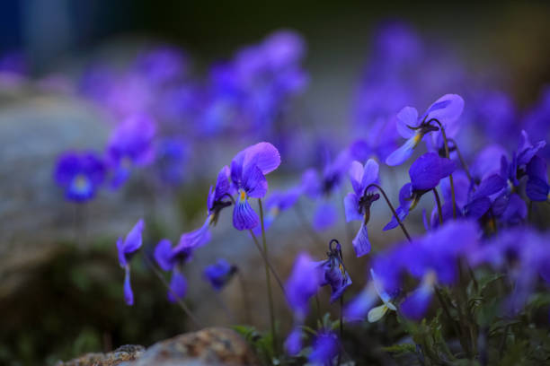 Viola corsica is a fast growing broadleaf deciduous, evergreen or semi-evergreen perennial with green foliage. In spring and summer blue and purple flowers emerge.