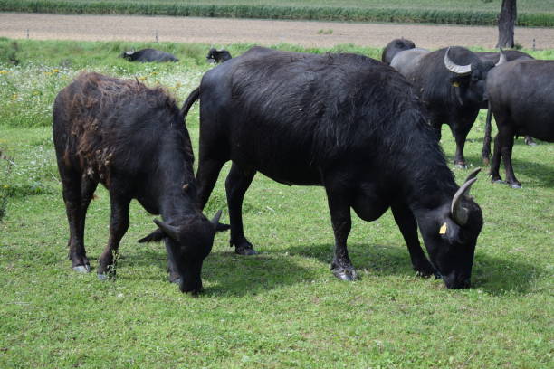 istock water buffalo herd on green grassland 2191467407