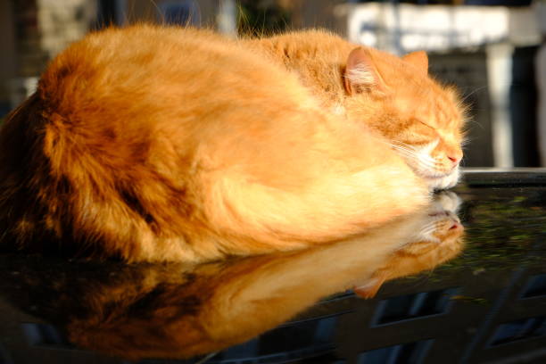 A cute yellow stray cat is napping on a car in the sun. homeless stray animals. Homeless street cats.
