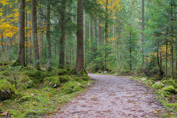 The winding trail winds through the dense forest, inviting exploration. Sunlight filters through the canopy, illuminating the mossy undergrowth. The tranquil atmosphere of the forest beckons hikers.