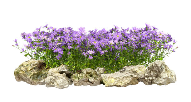istock Isolate ornamental purple flowery and rock cutout white backgrounds 3d render 2191470275
