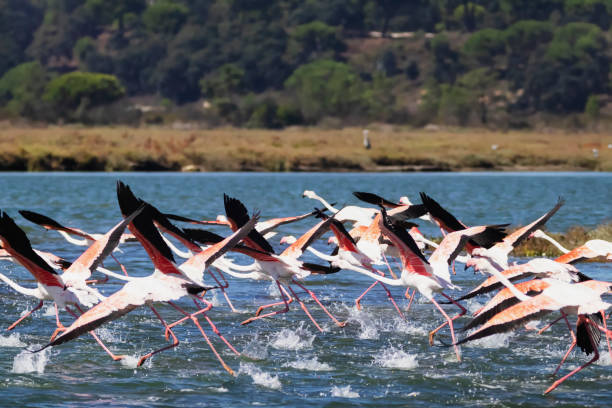 istock Flamingos in Portugal 2191471206
