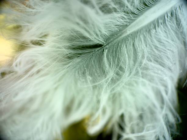 istock Close up of feather during sunrise 2191472340