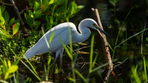 istock Egret fishing 2191472429