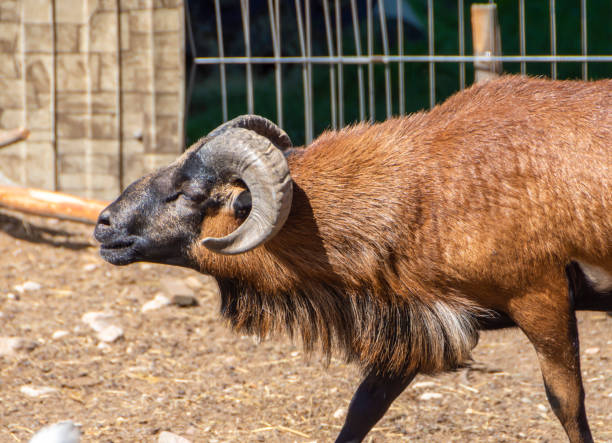 istock Young ram close up on a farm 2191473710
