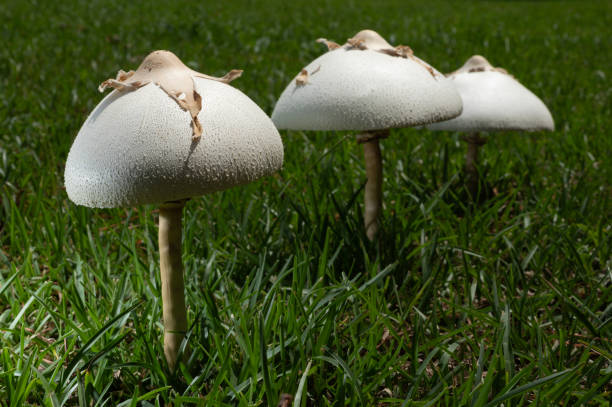 istock Three poisonous mushrooms growing on a green field 2191474414