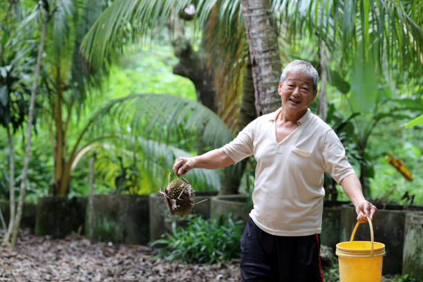 An Asian senior man is collecting durian fruit