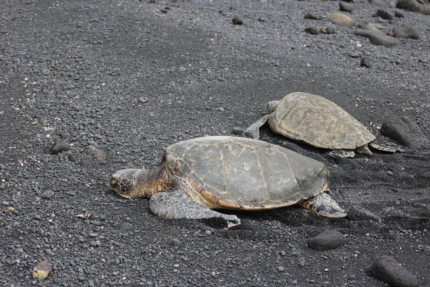 istock Green Sea Turtles At Black Beach, Hawaii 2191475262