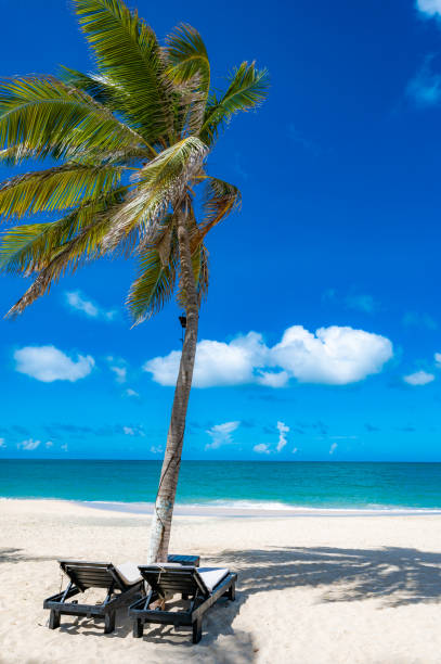 istock Two beach chairs are on the beach next to a palm tree 2191475497