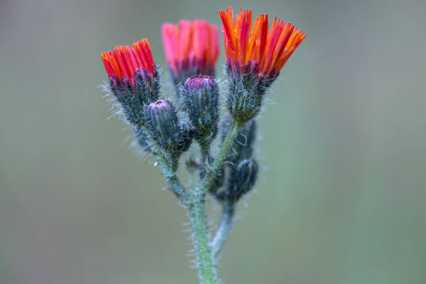 Orange hawkweed (Pilosella aurantiaca) in summer, Beskid region of Carpathian Mountains near Slavsko town, Ukraine