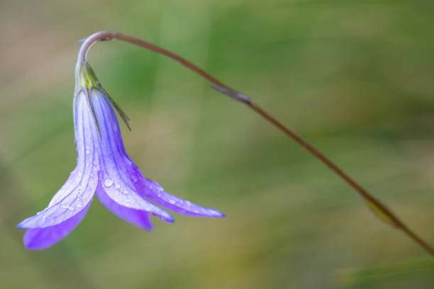 istock Spreading bellflower in summer Carpathian Mountains 2191475877