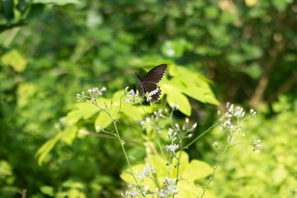 istock Butterflies and nectar-consuming mosquitoes, hoverflies, wasps, bees, 2191476087