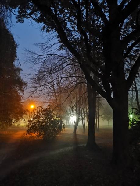 Autumn foggy night in a park.