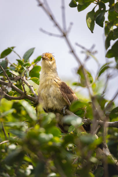 Vivid images of the Guira Cuckoo (Guira guira), a distinctive bird species from South America, captured in its natural environment. The photos showcase the bird perched among branches and on rocks, highlighting its unique crest and brown plumage. Perfect for projects related to wildlife, nature, and biodiversity.