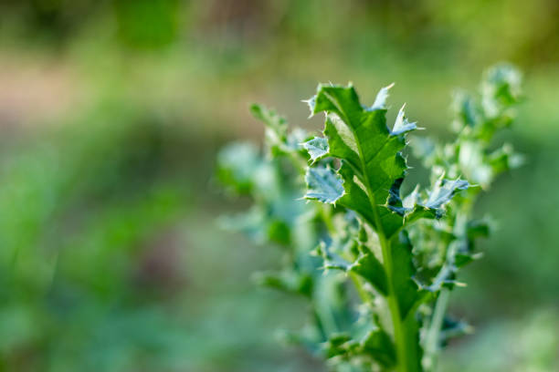 Thistle is a thorny plant. The thistle, also called the field thistle, is a biennial or short-lived perennial. It has a central taproot rhizomes like the Canadian thistle