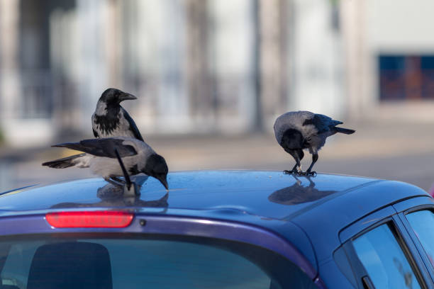 istock crows on the roof of a car 2191477401