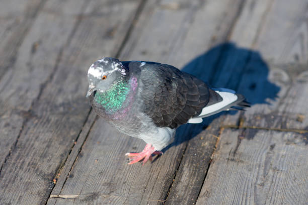 Feral Pigeon on Giotto’s Bell Tower (Campanile) at Florence in Tuscany, Italy