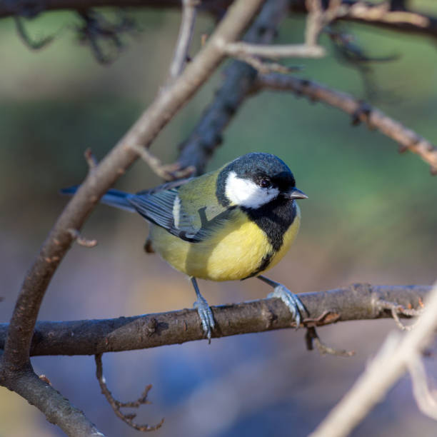 istock portrait of a tit close up 2191477443