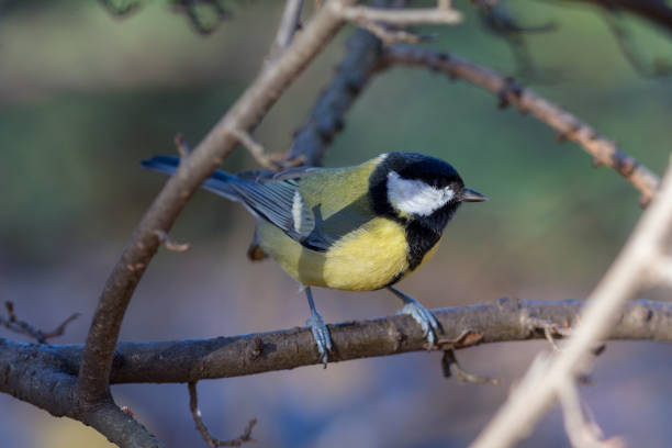 istock portrait of a tit on a branch 2191477445