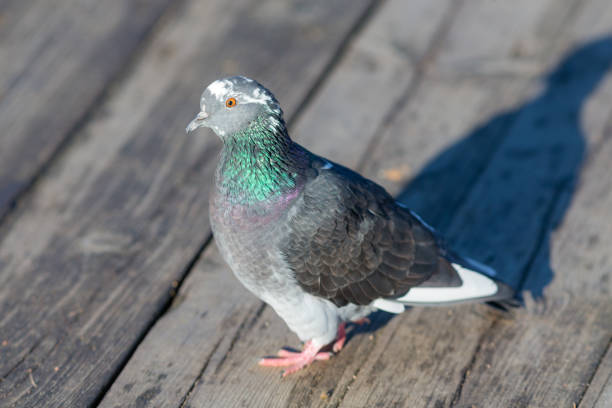 close up portrait of grey pigeon on boards