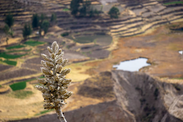 Panoramic view of Colca Canyon Peru surrounded by stunning Andean highlands and deep valley formations
