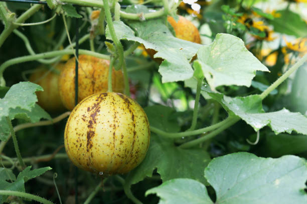 Lemon Cucumber growing in garden.