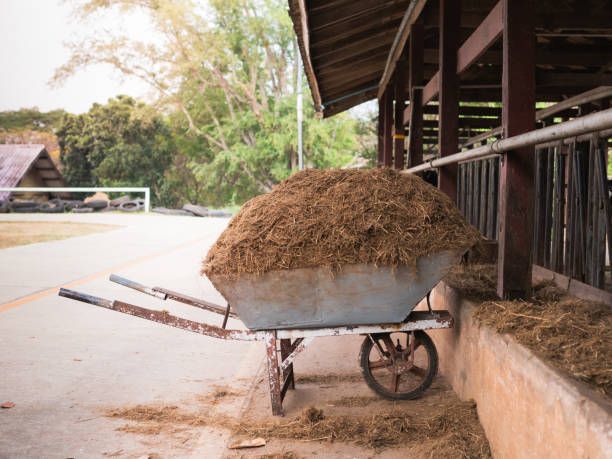 A wheelbarrow filled with hay sitting in the ground.