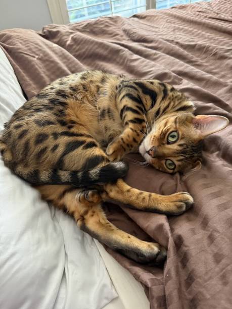istock Adorable Bengal cat lounging on bed 2191480544