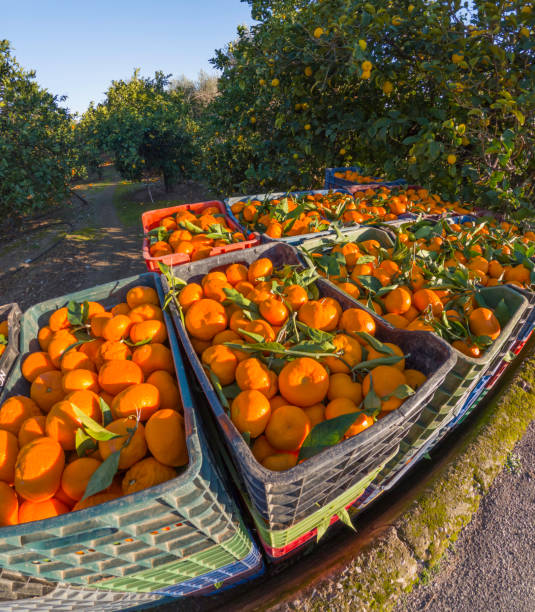 istock Crates of Mandarins / Tangerines 2191481685