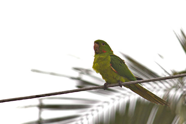 White-eyed Parakeet (Psittacara leucophthalmus), perched on a power cable under a pale sky - MOGI DAS CRUZES, SAO PAULO,  BRAZIL.