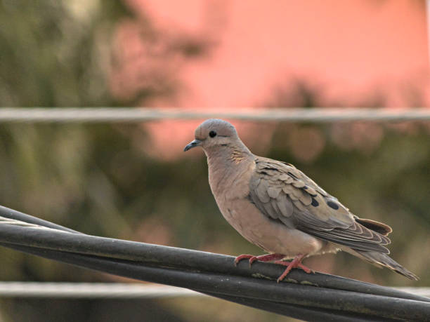 istock A bird known as the Eared Dove ( Zenaida auriculata ), perched among power cables, under a twilight sky. 2191482953