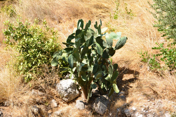 Prickly pear Opuntia Cactus growing among the stones.