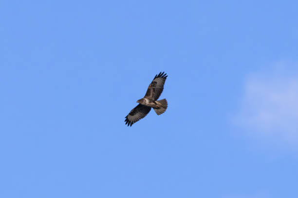 A Common Buzzard (Buteo buteo), a bird of prey that eats small mammals, seen over Baldoyle, Dublin.
