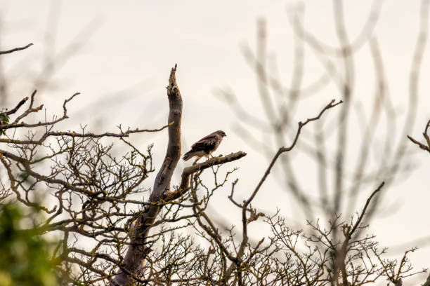istock Common Buzzard (Buteo buteo), spotted over Baldoyle Racecourse, Dublin; common in Europe. 2191483601