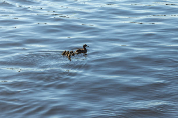istock Dabbling duck with ducklings float on water. Natural photography 2191484153