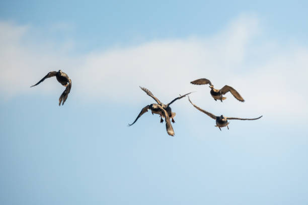 istock Five wild ducks fly in the sky on a daytime 2191484157