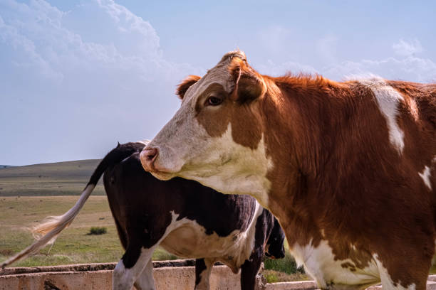 Curious cow with a distinctive brown and white coat, standing in a grassy field. Captivating image of a cow with a gentle expression, showcasing its unique markings and peaceful demeanor.