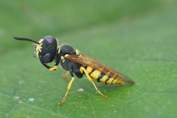 istock Closeup on a square headed wasp, the European beewolf Philanthus triangulum a specialist predator on honeybees 2191484833