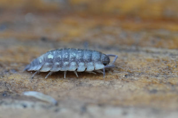 istock Closeup on a shiny woodlouse, Oniscus asellus 2191484834